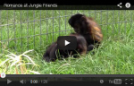 Romance at Jungle Friends Video